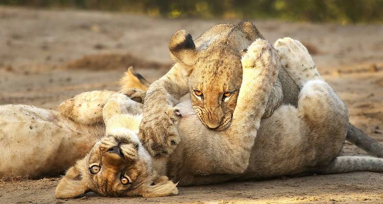 Two lions playfully interacting on sandy ground.