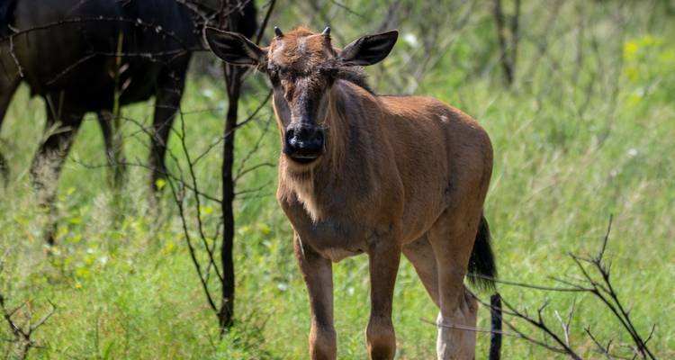 A wildebeest standing on green grassland.