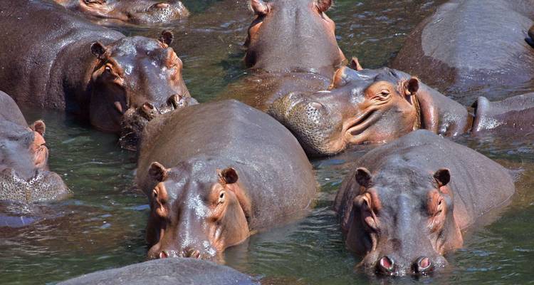 Several hippos submerged in water, only their heads visible.