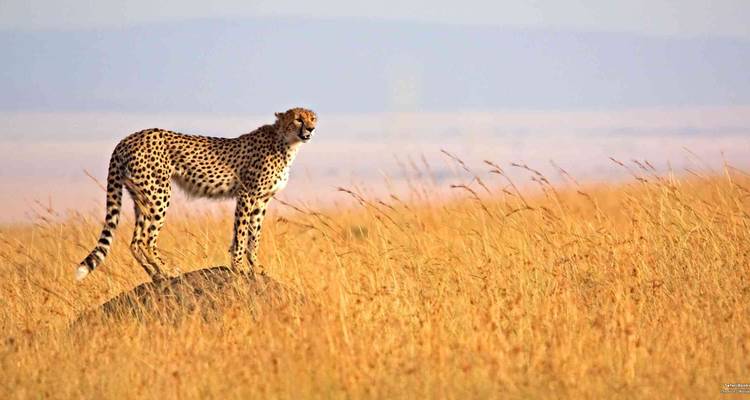 A cheetah standing on a mound in a grassy landscape.