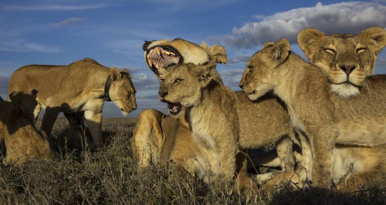 Pride of lions resting in a grassy savannah.