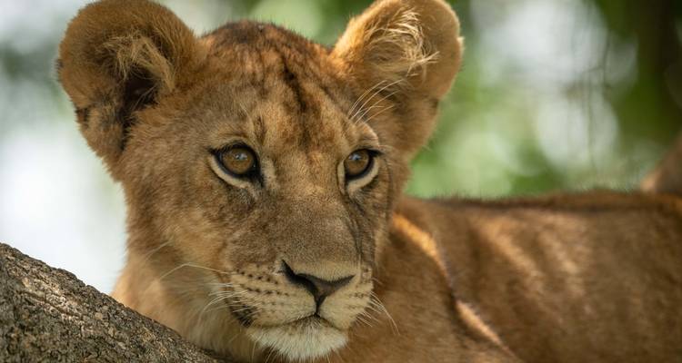 Close-up of a lion cub sitting on a tree.