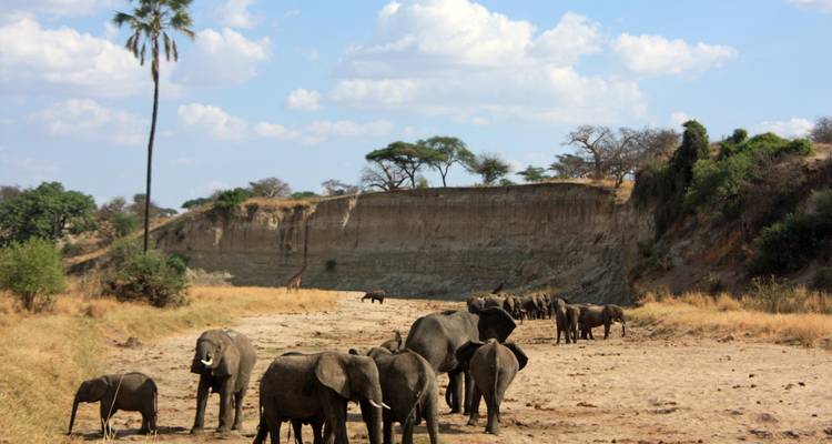 Elephants standing in a dry riverbed surrounded by trees.