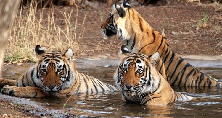 Tigres bañándose en un abrevadero en Ranthambore.