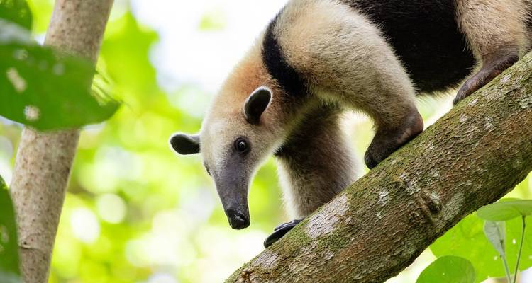 Anteater climbing a tree in a lush forest.