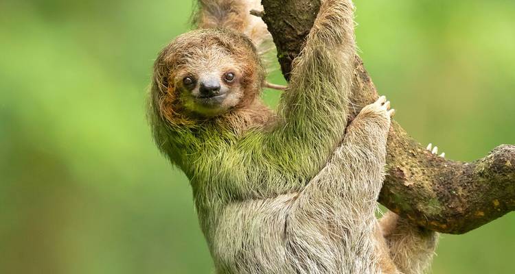 Sloth climbing a tree in dense vegetation.