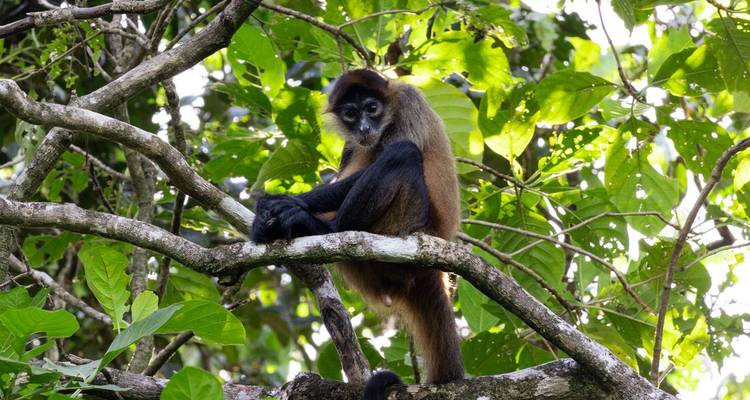 Monkey sitting on a branch surrounded by lush leaves.