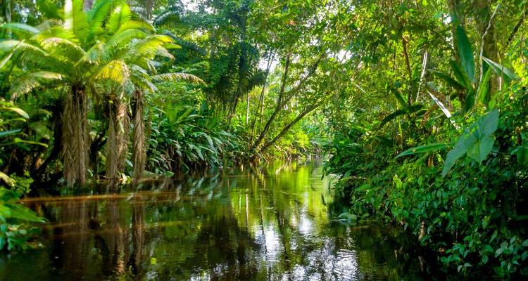 Ein üppiger grüner Dschungel mit Wasser, das die lebendige Vegetation widerspiegelt.