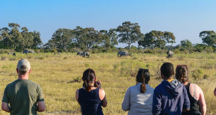 People observing a herd of elephants in a grassy field.