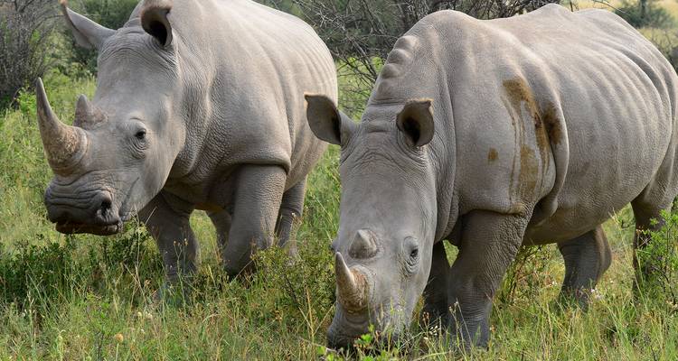 Two rhinos grazing in a grassy area.