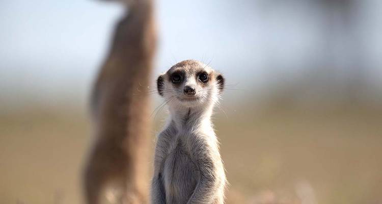 Meerkat standing upright in a semi-arid environment.