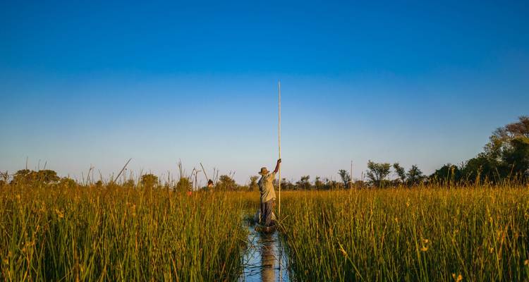 Een poler die een traditionele mokoro-pirogue door hoge rietkragen stuurt onder een kristalheldere blauwe hemel in de Okavango Delta.
