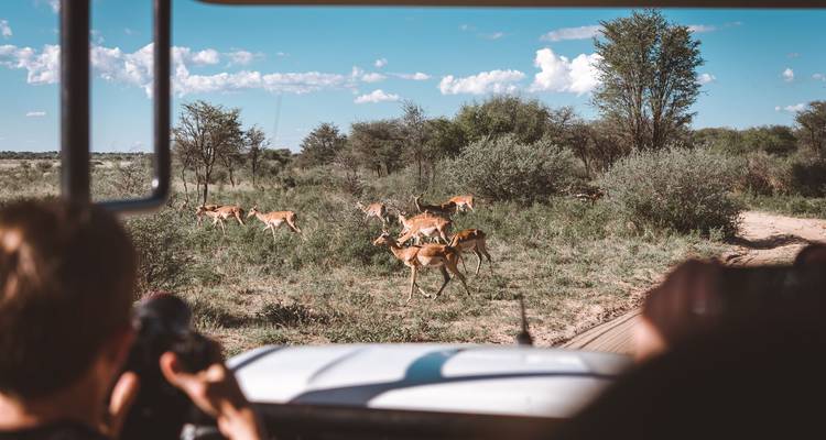 Toeristen die een kudde antilopen fotograferen vanuit een open safariauto tijdens een game drive door de bushveld.