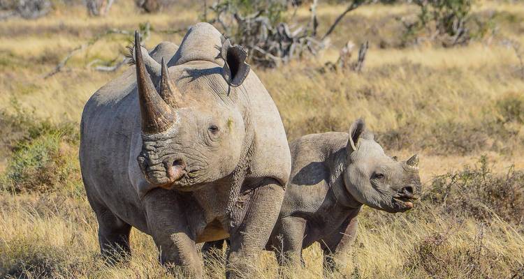 Close-up van een volwassen neushoorn met haar jong dat door droog grasland in de Afrikaanse wildernis loopt.