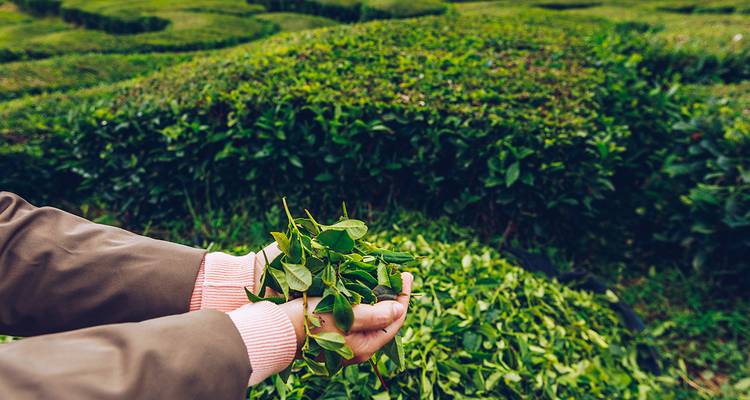 Personne tenant des feuilles de thé fraîchement cueillies dans ses mains dans un champ luxuriant et verdoyant.