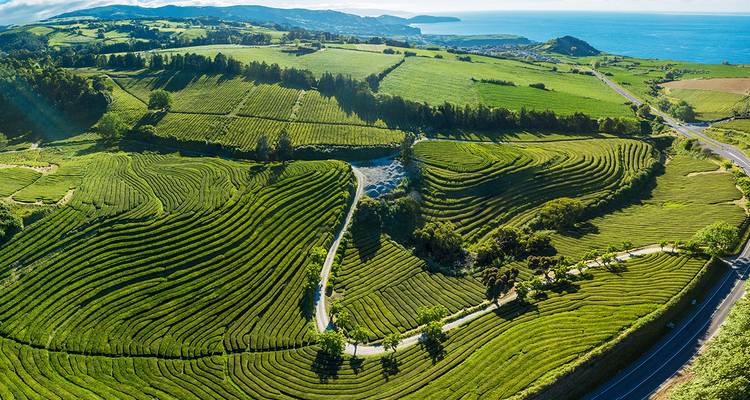 Vue panoramique de champs en terrasses verdoyants avec un littoral en arrière-plan