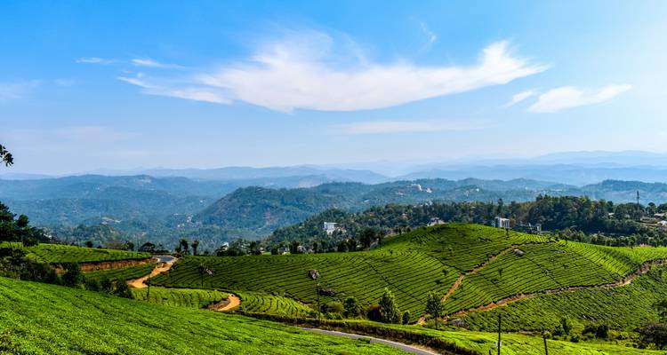 Scenic view of tea plantations with hills in the distance