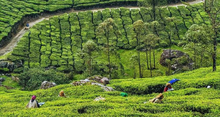 Tea plantation with workers harvesting tea leaves.