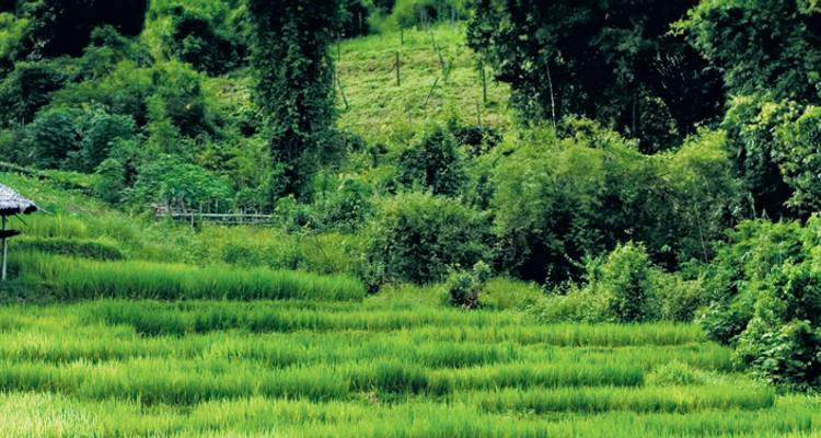 Lush green terraced rice paddies surrounded by dense greenery.