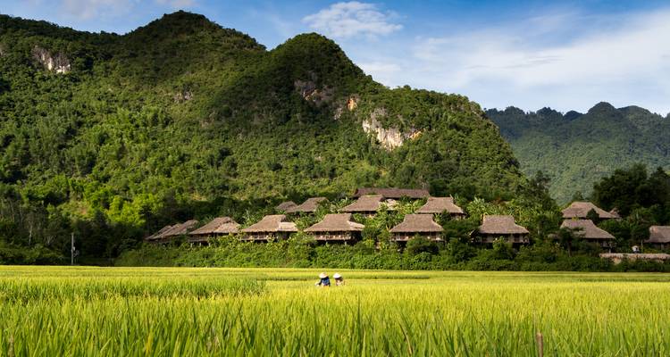Lush rice fields with mountains in the background