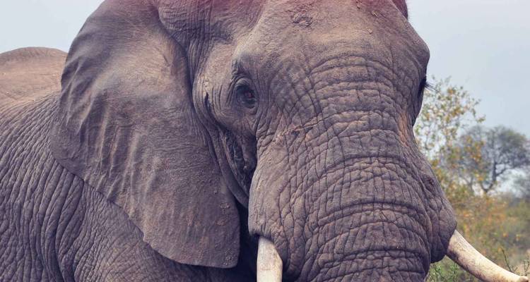 Close-up of an elephant's face.