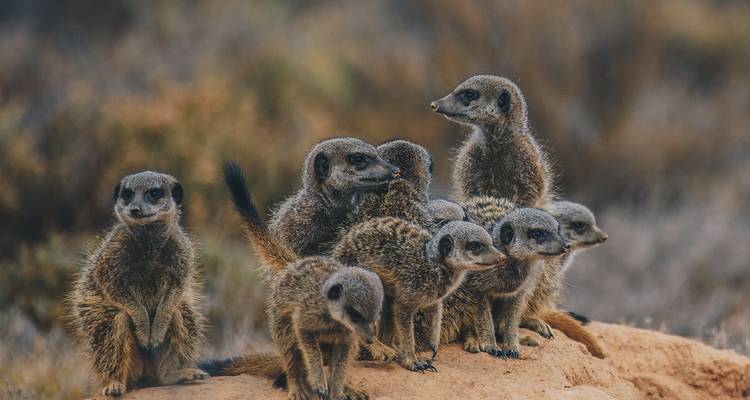 A group of meerkats sitting on a sandy mound.