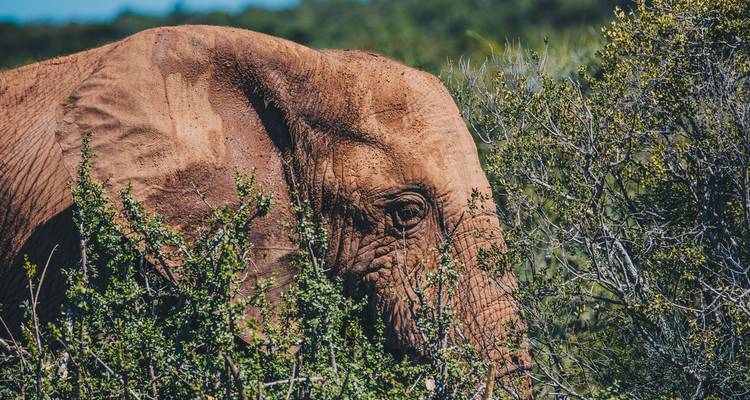 An elephant partially hidden by foliage.