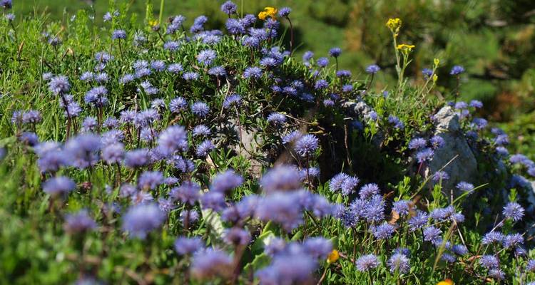 Nahaufnahme von blühenden violetten und gelben Alpenblumen.