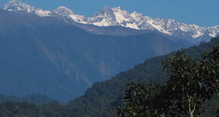Montagnes enneigées avec des pentes couvertes d'arbres.