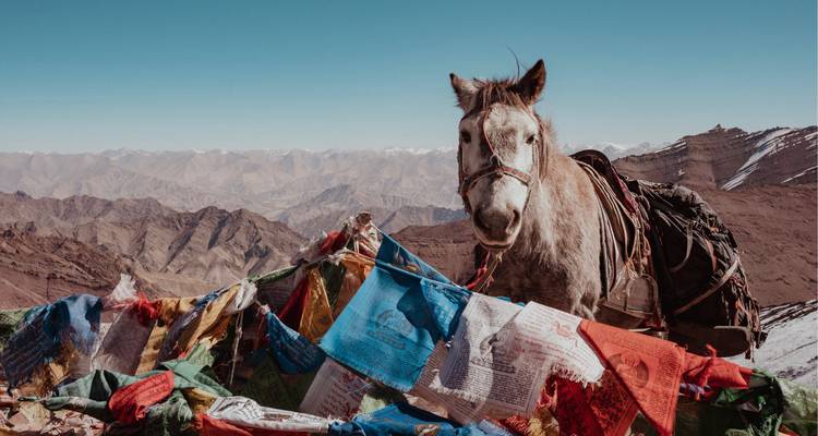 Cheval debout avec des drapeaux de prière colorés.