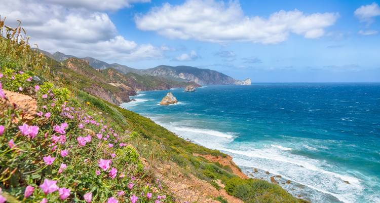 Vue côtière pittoresque avec falaises, océan et fleurs sauvages.