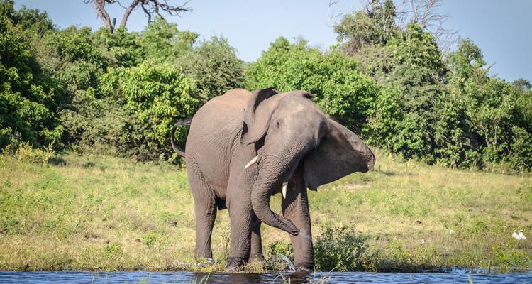 An elephant standing near a water body surrounded by lush green trees.