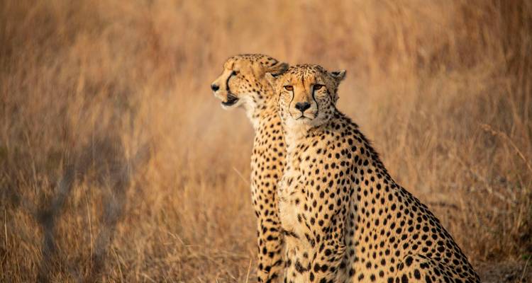 Two cheetahs sitting in dry grassland, facing the camera.