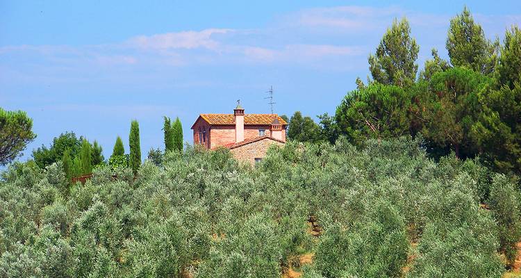 House surrounded by a grove of trees and clear blue sky.