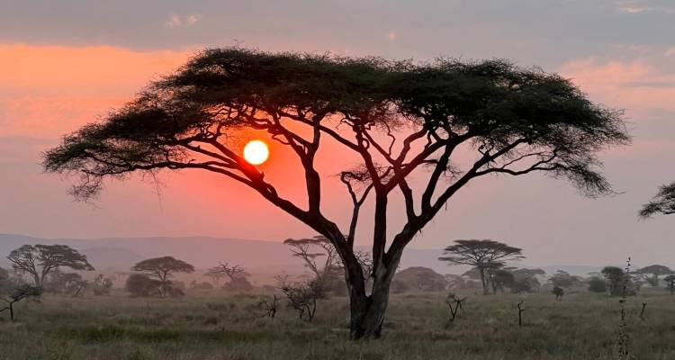 Silhouet van een acaciaboom met de ondergaande zon erachter.