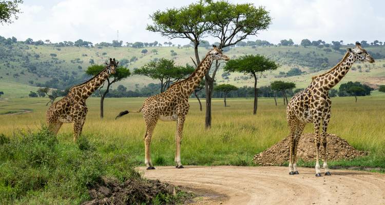 Three giraffes standing in a savannah landscape.