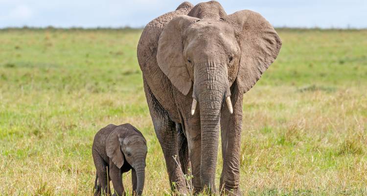 Elephant and calf walking through grassland.