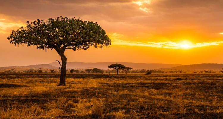 Sunrise in the savannah with acacia trees.