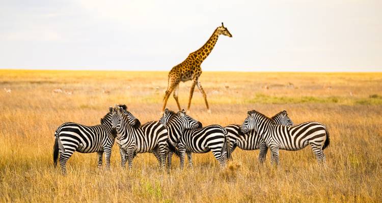 Giraffe and zebras in a golden field.