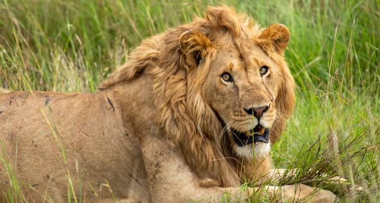 Close-up of a resting lion in the grass.