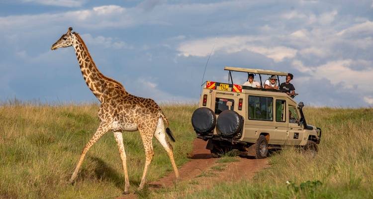 Un vehículo de safari con turistas observando una jirafa cruzando un camino de tierra.