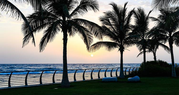 Sunset view with palm trees and ocean.