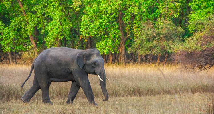 Elefante caminando por un área cubierta de hierba con vegetación densa alrededor.