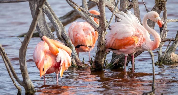Group of flamingos standing in a shallow body of water.