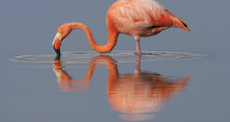 Single flamingo in the water with a clear reflection.