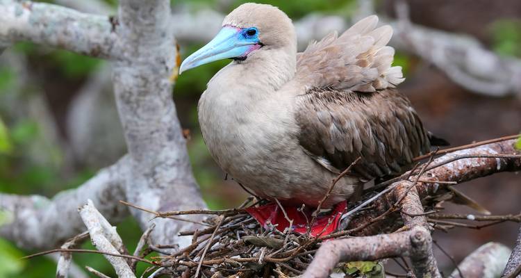 Colorful bird with a vibrant beak sitting on a nest.