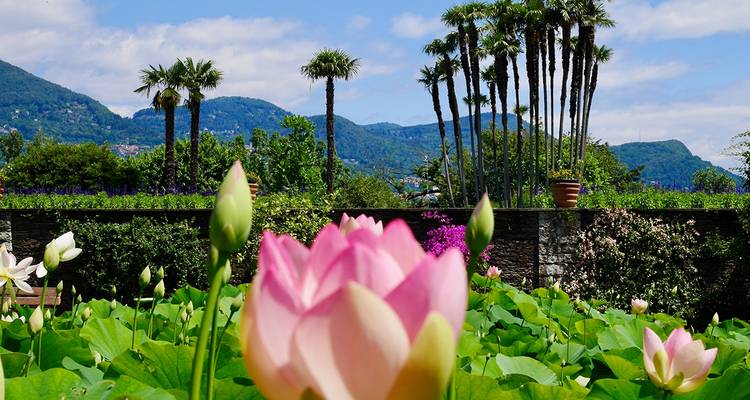 Jardin luxuriant avec des fleurs roses et des palmiers.