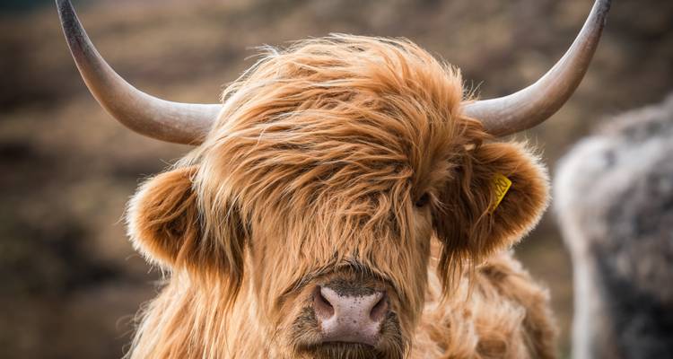 Gros plan d'une vache Highland écossaise avec de longues cornes.