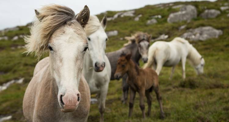 Group of wild ponies in a grassy field.