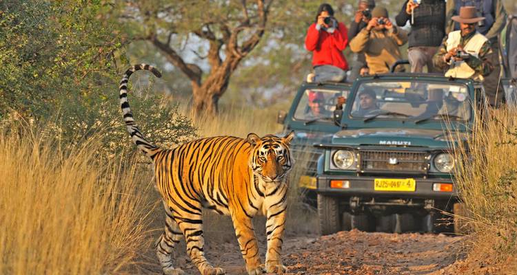 Tiger walking on a path with a safari jeep in the background.